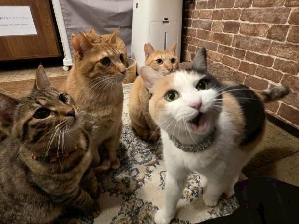 譲渡型の保護猫カフェへ